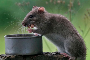 Zagrażać szczurów niż karmienie i jak opiekować się Zagrażać szczurów niż karmienie i jak opiekować się